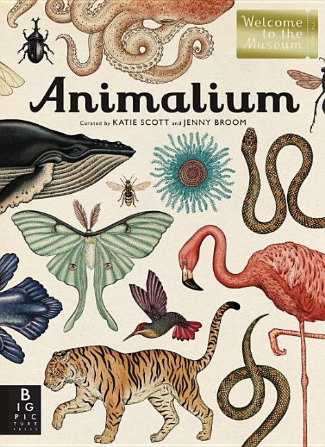 Item #303820 Animalium: Welcome to the Museum. Jenny Broom, Katie Scott