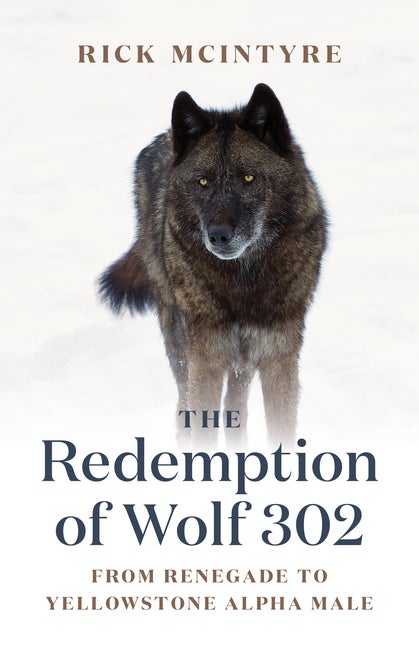 Item #303762 The Redemption of Wolf 302: From Renegade to Yellowstone Alpha Male. Rick McIntyre