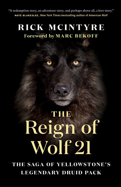 Item #304072 The Reign of Wolf 21: The Saga of Yellowstone's Legendary Druid Pack. Rick McIntyre,...