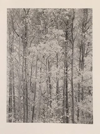 Quiet Light (Signed)